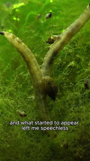 A Dead Drain Water Jar Turned Into a Living Ecosystem