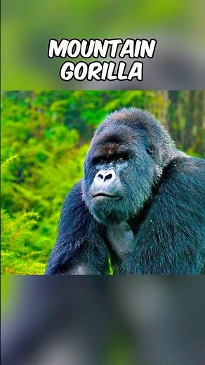 Animals That Are Going EXTINCT In 2026