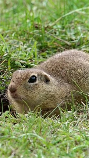 Curious European Ground Squirrel Peeks From the Grass | Peaceful_Tranquil