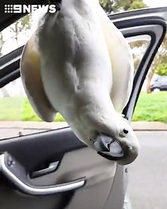 A woman has had a very close encounter with a cheeky cockatoo, who pinched an earring straight from her earlobe! The sticky beak was just getting started: http://9Soci.al/nlqQ30p9t4v #9News | https://9News.com.au | 9 News Adelaide
