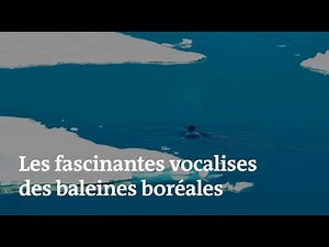 Les fascinantes vocalises des baleines boréales