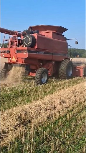 combining rye with our Case Ih 2366 #farming #farm #harvest