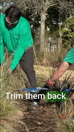 How to Prune Ornamental Grasses for a Tidy Look and Healthy Growth!