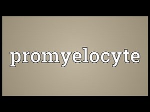Promyelocyte Meaning