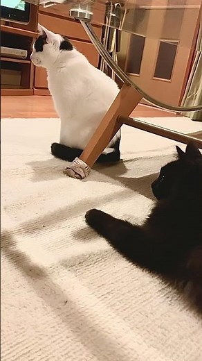 まーちゃんに見守られるうーちゃん❣️