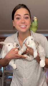 If impulsive was a PERSON… it’s me 👏🏼😂 #fyp #animallover #hollandlopbunny #amazonparrot #kendallsmith904 | Kendall Azevedo