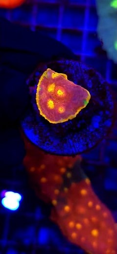 Chalice Jelly Bean WYSIWYG #6
