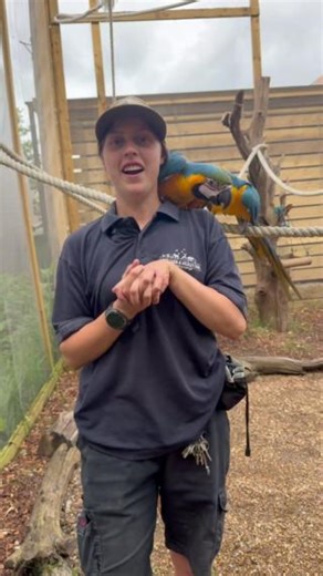 🦜🌍 Happy World Parrot Day! Ranger Becky is here to introduce you to our three spectacular Macaws — and trust us, these birds have big personalities and even bigger brains! 💬💡#WorldParrotDay #MeetTheMacaws #ParrotPersonality | Jimmy's Farm & Wildlife Park