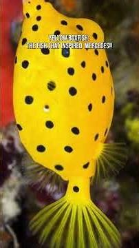 Yellow Boxfish: The Fish That Inspired Mercedes!! #boxfish #fish #animals #mercedes #car #strange