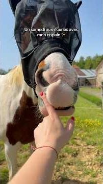 A Saturday at the stables ✨ #horses #horse #foryou