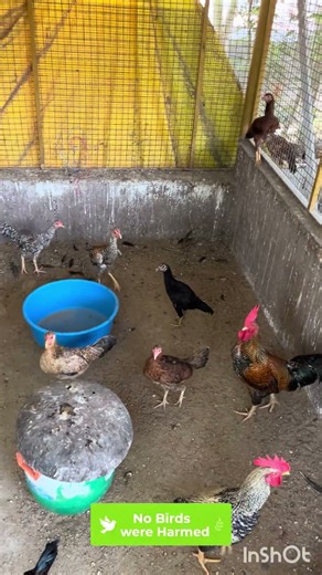 Why We Are Keeping Our Country Chickens Inside the Farm? | Need Your Suggestions