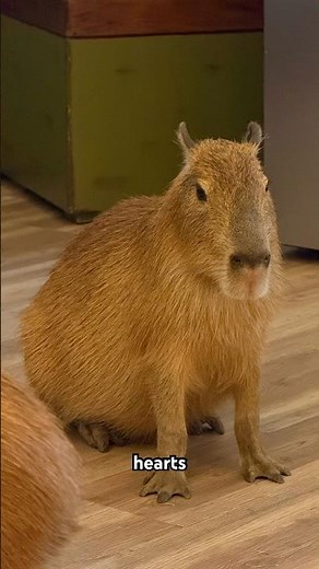 Capybara Cafe 🦫 - St. Augustine, Florida 🌴 #capybara #staugustine #rodents