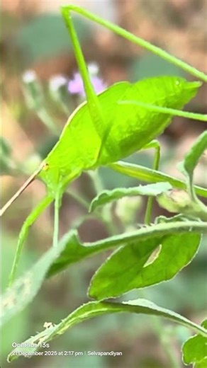 Katydid