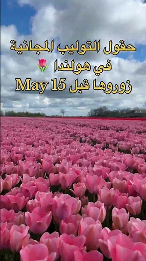 حقول التوليب في هولندا 🌷قربت علي نهاية الموسم بنصح بشدة زيارتها قبل 15 مايو 🇳🇱#سفر #توليب #tulips