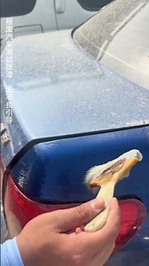Satisfying Paint Stripping Video. #youtubeshorts