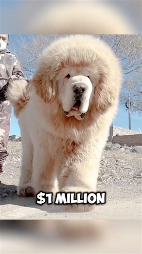 This Dog Costs $100,000?! 😳 Meet the Tibetan Mastiff 🐶💰 #TibetanMastiff #ExpensiveDog #RichPet