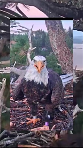 KAYDEE and SHADOW 🩵🦅🩵@FOBBV Big Bear Bald Eagle Cam @FOBBV CAM @WWF @WWF-US @hwk @Pendragon @LoyalToTheLight #shadowandkaydee #baldeagle #baldeaglesofbigbearvalley #fyp #foryoupage