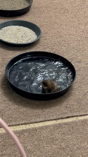 32K views · 2.3K reactions | Hims a duck now or maybe a motorboat. Me: Pippin, ugh, you pooped in your pool. Stop pooping in your pool! Pippin: That’s not a pool, it’s my ocean and it’s not poop, it’s very cool sea snakes. Or ocean snakes. Is that a thing?? Me: Ummmm, not good either way. | The Adventures of Cotton the House Rooster | Facebook