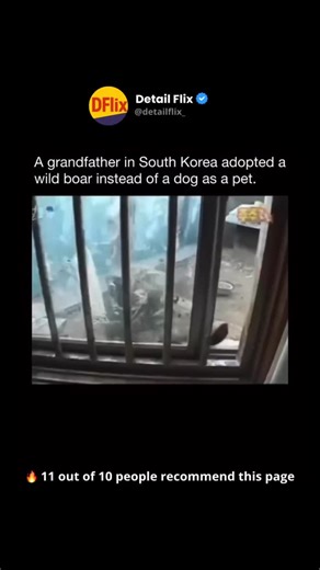 Detail Flix | Rare facts & Curiosities on Instagram: "A grandfather in rural South Korea noticed a tiny wild boar wandering near the edge of a field. It looked hungry and weak, far too small to survive on its own. Instead of walking past it, he brought the boar home, shared his food with it, and kept it warm until it recovered. The plan was to help it for a short time, but the bond formed quickly and the little boar refused to leave his side. As weeks turned into months, the boar grew into a mas