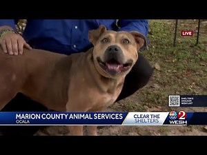 Clear the Shelters: Dogs available for adoption
