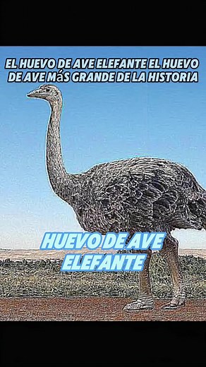 El Huevo de Ave Elefante, el Más Grande