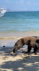 Komodo vs stingray #reels #animal | Komodo Discovery