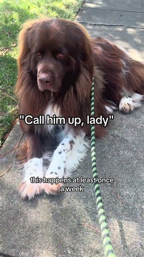 Lazy beast strikes again! #funny #shorts #dogs