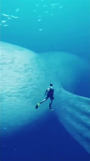 These Creatures Don’t Look Real, But its real