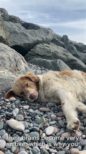 Why Dogs Bark & Run in Their Sleep 🐶💤