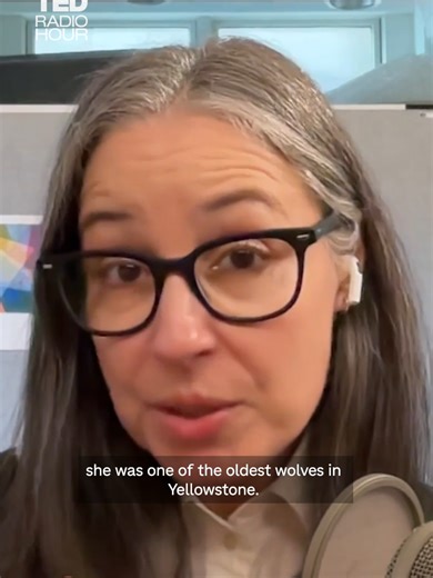 After years of eavesdropping and analyzing howls in Yellowstone, Jeff Reed knows a lot about how wolves communicate. A computational linguist, he uses AI and bioacoustics to isolate, record, and interpret the sounds that wolves make in the wild. He co-founded The Cry Wolf Project, the world's largest bioacoustics study of wild wolves. #NPR