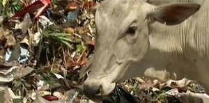 Rukmini Shekhar's fight to save cows from being poisoned