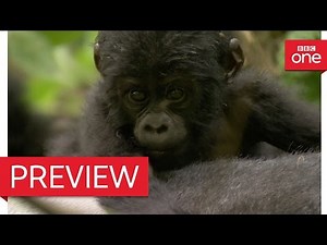 Silverback dad defends baby mountain gorilla - Animal Babies: Episode 3 Preview - BBC