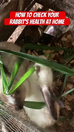 How to check your rabbit’s health at home#shorts #viralshorts #rabbit #rabbitcare #rabbitlovers