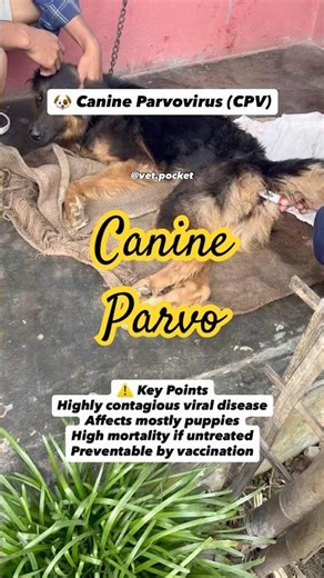 Canine Parvovirus CPV | Clinical Signs & Emergency Management #vetlife #vetpocket #fieldvet #vetcare