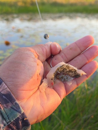 No filé de piau foi só jogar: técnica simples de pesca