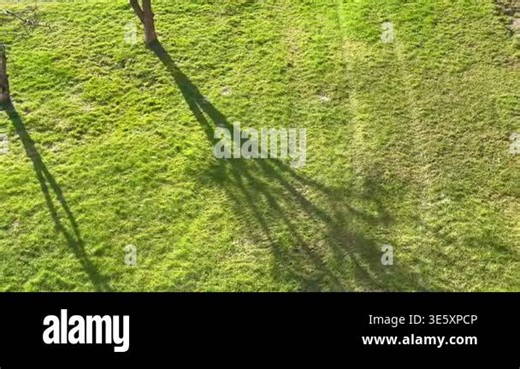 Aerial View Tree Shadows On Grass Sunlit Green Lawn With Slender Trees Casting Elongated Shadows During Golden Stock Video Footage - Alamy