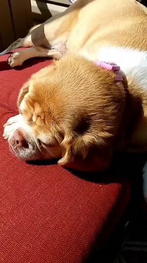 puggle.life.74 on TikTok
