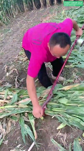 🌾🪝 Hook-Assisted Corn Stalk Bundling for Forage Handling