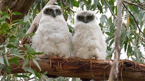 Hello world: Powerful owl chicks poke their head out of the nest for the first time