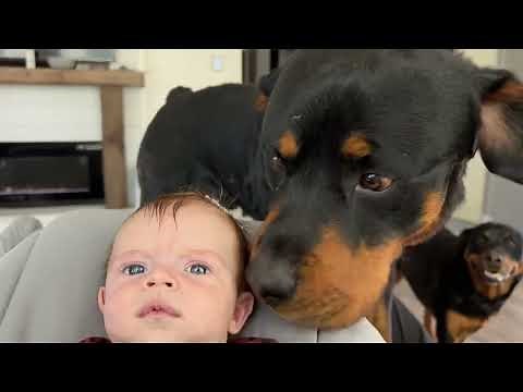 I Let My Rottweilers Get Too Close To My Newborn and This Happens