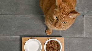 Katzenfutter im Test: Günstiges Discounter-Produkt ist Testsieger