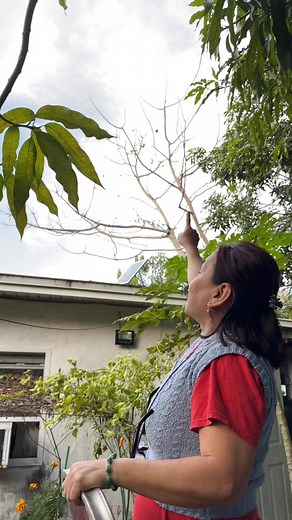 479K views · 3.6K reactions | One of Mama Judy’s June plum tree BEFORE and AFTER! #juneplum #exoticfruit #fruit #urbangarden #urbanfarming #garden #florida | Judy Bao Garden | Facebook