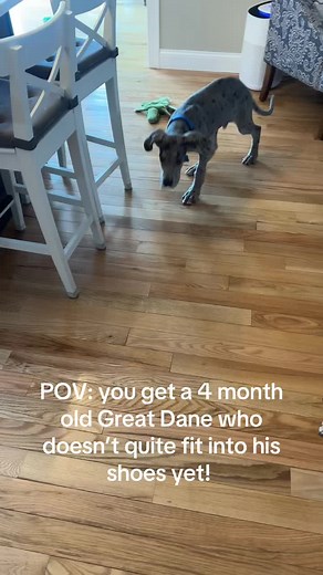 Great Dane Puppy's Adorable Shoe Struggle