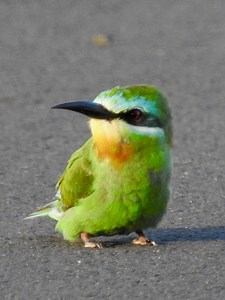 2.6K views · 87 reactions | The Blue-cheeked Bee-eater is a stunning...