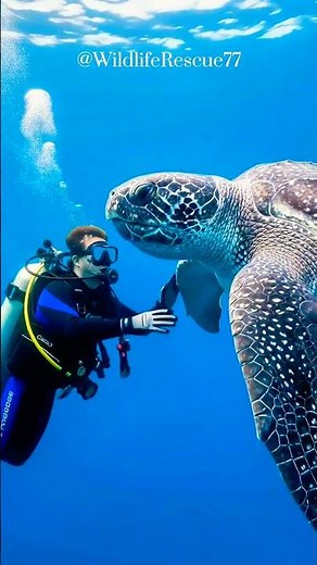 🐢 A Gentle Hand Reaches for an Ancient Sea Wanderer's Shell #leatherbackturtle #OceanHope