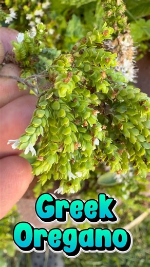 This is what oregano flowers look like