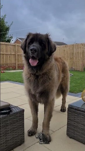 Leonberger Dog – The Gentle Giant of the Canine World 🦁🐶