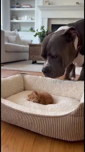 El Acurrucamiento Acogedor del Perro y el Gatito ¿Cómo calienta tu corazón esta escena? Generated using Kling AI . . . (Sólo con fines de entretenimiento. Consulte a profesionales si se presentan orientaciones sobre actividades. Si se muestra alguna marca, no implica ninguna afiliación. Si se inspiran en hechos reales, pueden incluirse adaptaciones creativas. El contenido puede incluir imágenes públicas.) | Trucos femeninos