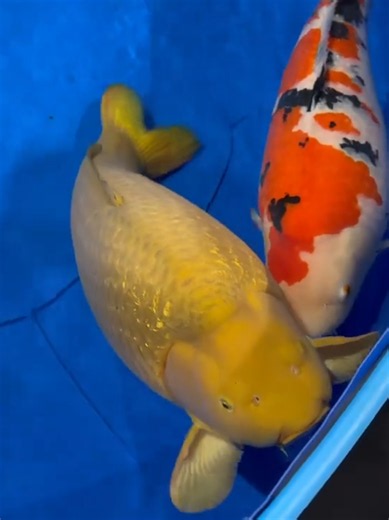 Jumbo Koi Fish in the ZNA Series