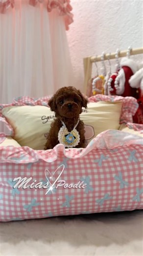 Little red teddy babies 🐻🐻❤️#toypoodle #teacuppoodle #poodlepuppy #puppylove